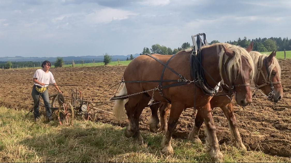 apprentissage du labour avec une paire de jeunes chevaux